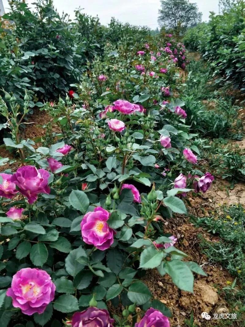 南京溧水千亩玫瑰,南京玫瑰园千亩花海迎来盛花期