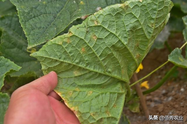 黄瓜种植病虫害怎样防治,黄瓜病虫害的综合防治方法