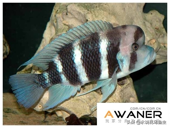 慈鲷种类图片,慈鲷科鱼品种大全