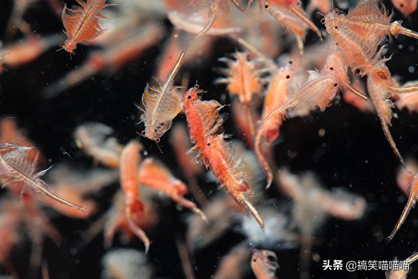 适合当宠物养的小动物,宠物可以给孩子带来什么好处