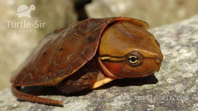 鹰嘴龟国鹰,花鸟市场鹰嘴龟
