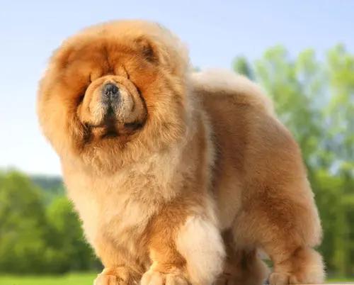 适合懒人养的狗,懒人养狗的最佳方法