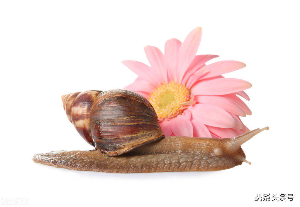 蜗牛的护肤品,所有蜗牛牌的护肤品