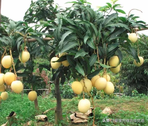 有前景的芒果品种名字大全,长势比较好的芒果品种