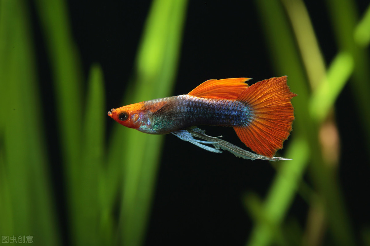 观赏鱼失鳔能活吗,为什么养的观赏鱼总是死