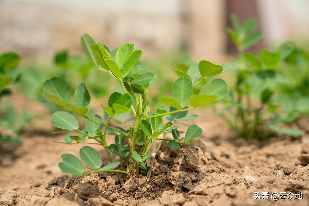 花生栽培高产技术,花生栽培要注意哪些技术要领