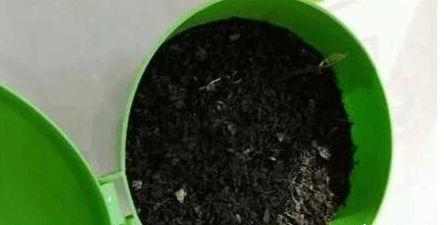 山药发出来的嫩芽能不能吃,山药长出的嫩芽能吃吗