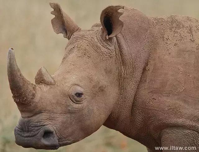 犀牛是否是牛科动物,动物大百科介绍之犀牛