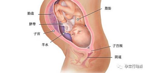 孕期周刊,第三十五周