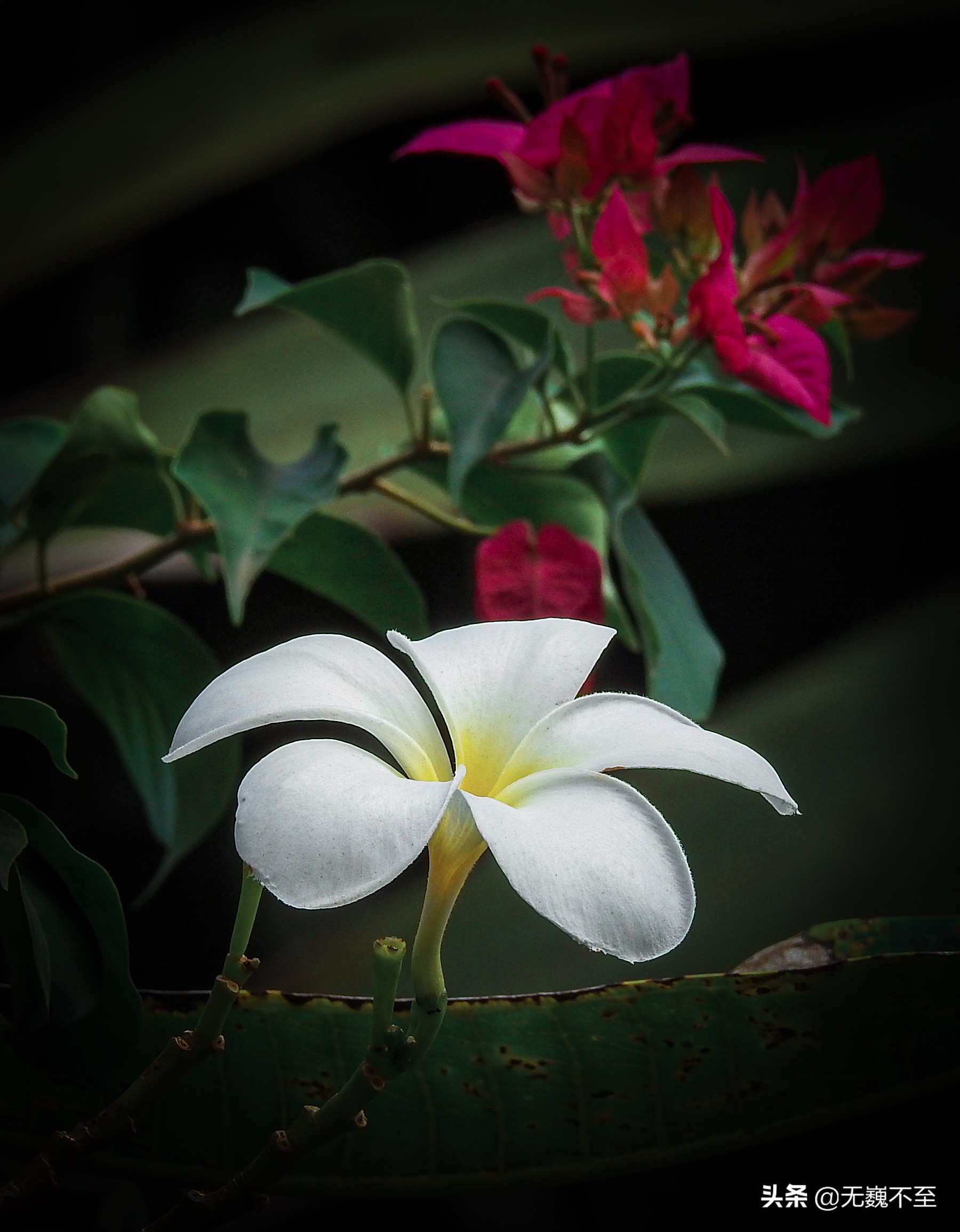 一分钟了解柬埔寨吴哥,柬埔寨神秘的吴哥王朝