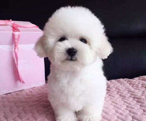 如何养好一只比熊犬这5点很关键,超小体比熊犬智商会不会差点