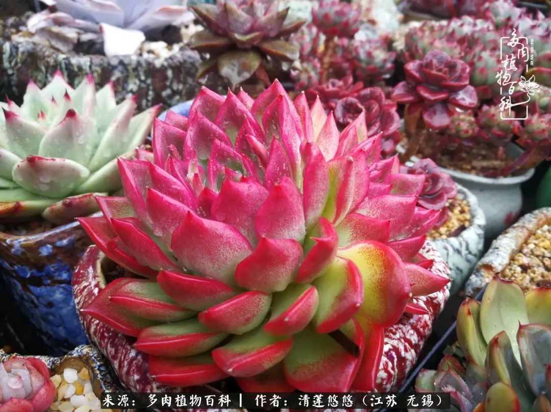 可爱多肉的露脸照,多肉大合照视频