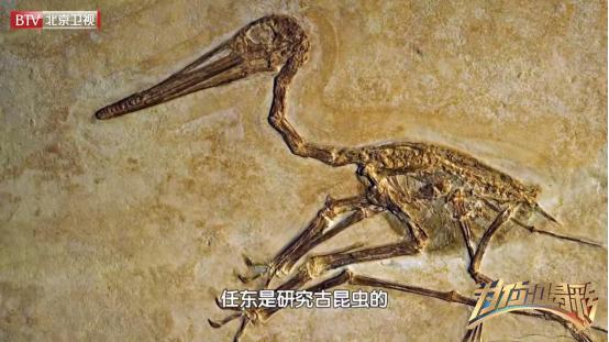 研究昆虫化石,探索昆虫的秘密研学方法和过程