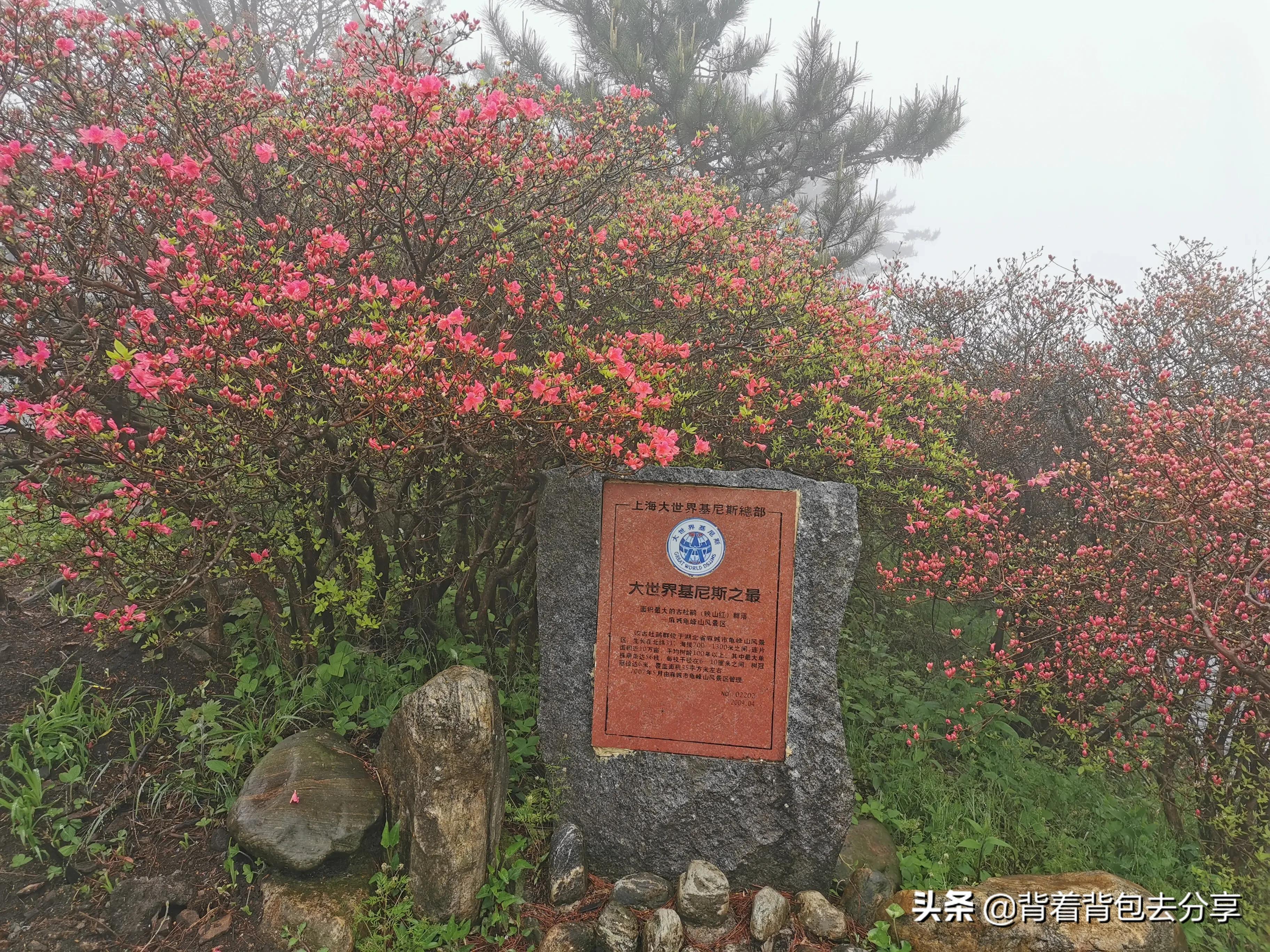 麻城龟峰山古杜鹃,面积最大的杜鹃花景区