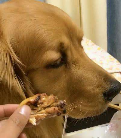 一只鸡腿柯基,这5种狗狗个个都是看家护院