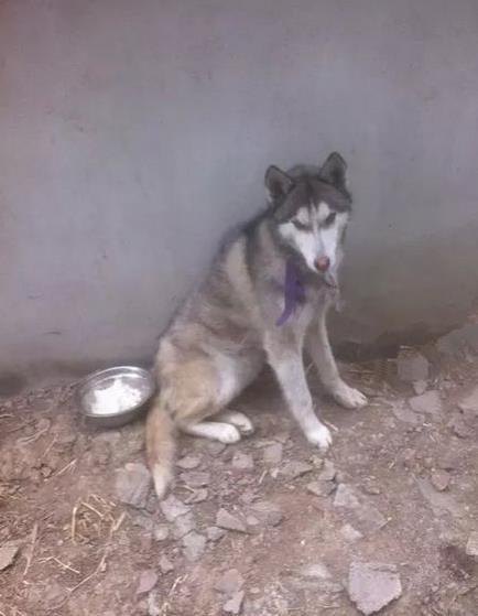 哈士奇一直嚎叫吵到隔壁怎么办,邻居家的哈士奇一直叫怎么办