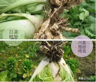 盆栽蔬菜根肿病的防治,蔬菜根肿了怎么处理