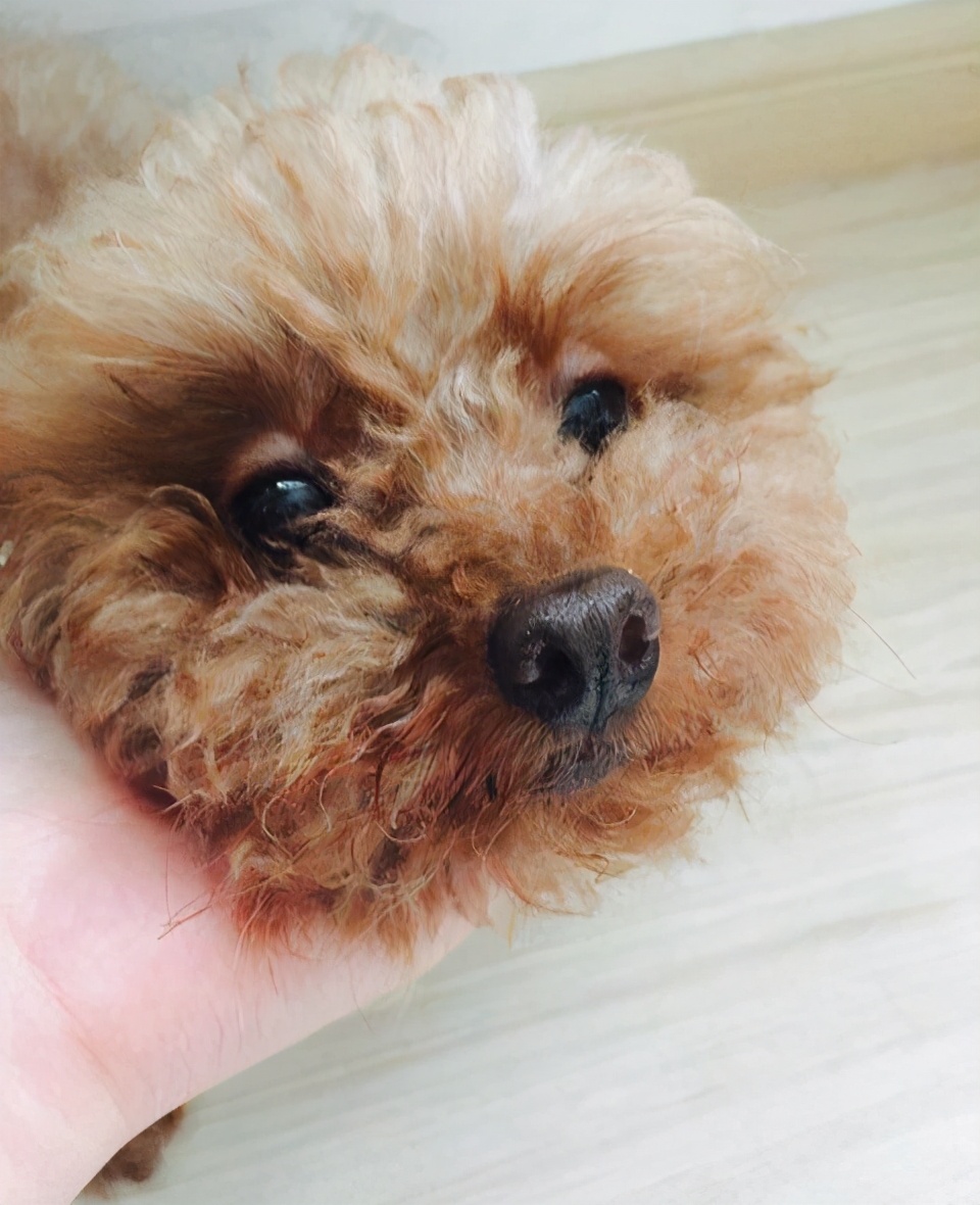 了解泰迪犬的生活习性,泰迪犬的优点和缺点有哪些表现