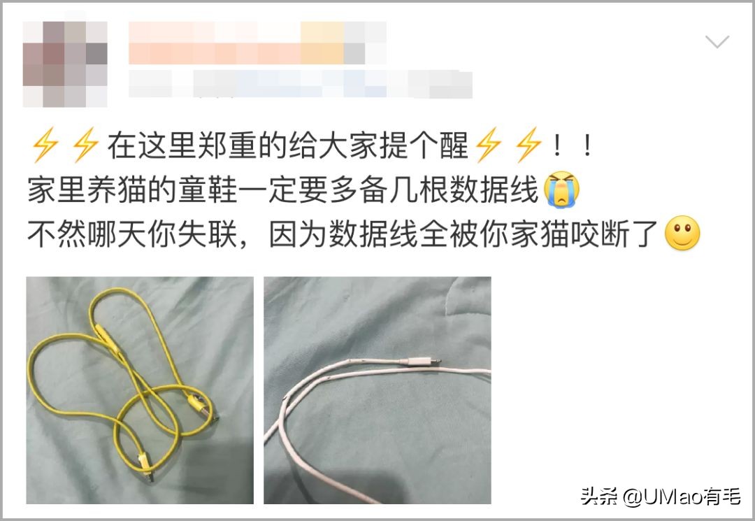 不许猫咪咬东西,不要溺爱猫咪