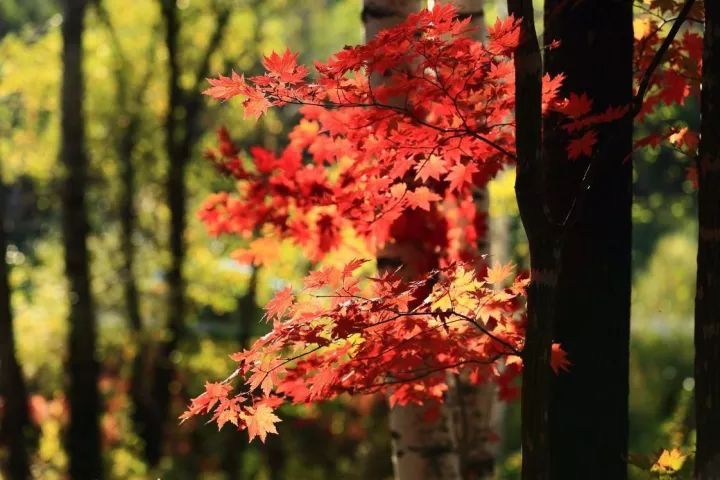 娓呰繙杩炲窞绾㈡灚,杩炲窞楂樺北绾㈡灚