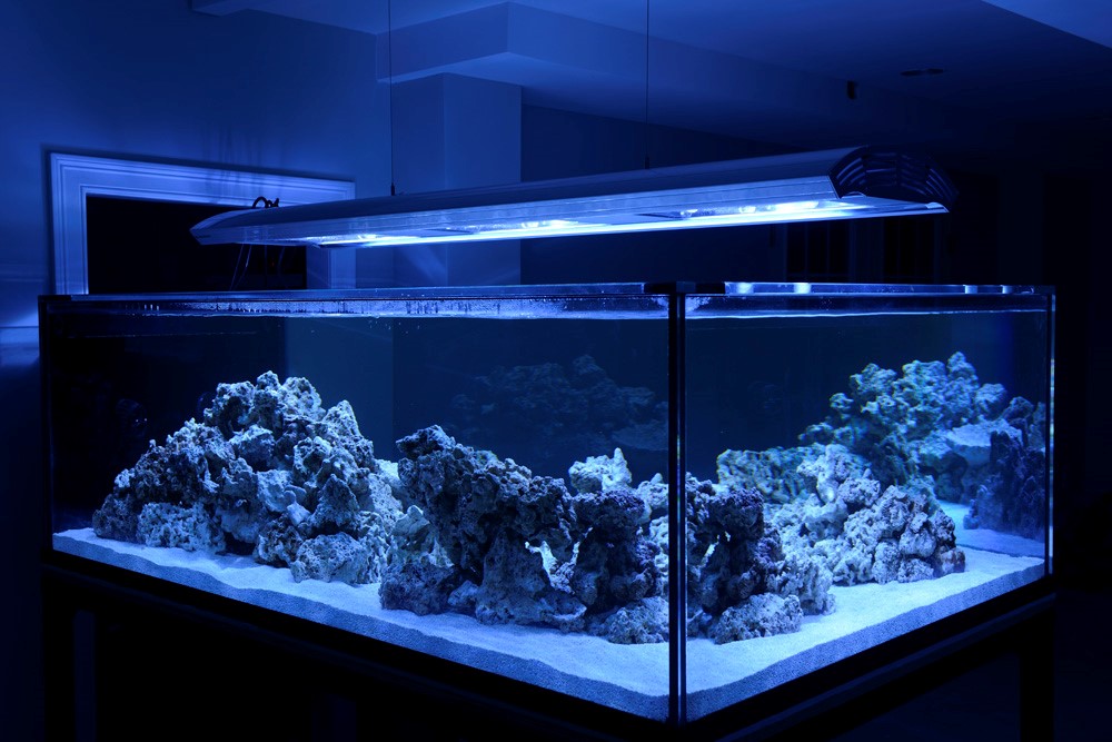 经典海水礁岩生态缸分享，180×120×60厘米三面观赏海缸