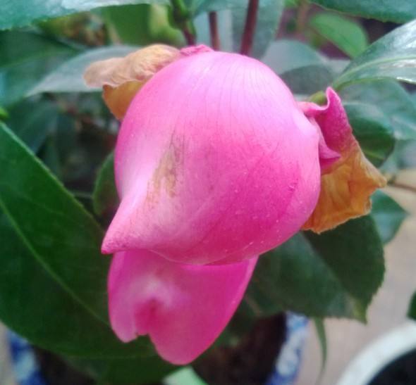 茶花开花后花瓣变软,为何茶花花瓣发黄