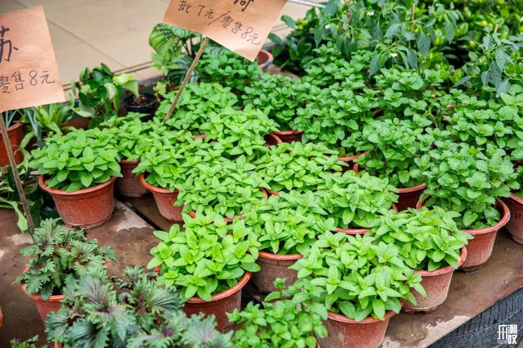 广州最便宜的花卉市场1块钱,广州岭南花卉市场买花攻略