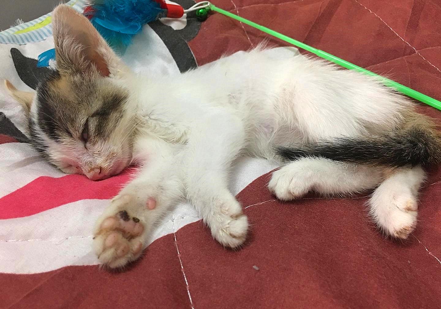 猫咪为什么会传染严重的猫疾病,猫咪传染猫咪的病有哪些症状