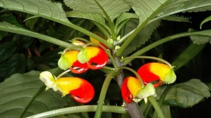 十指丹蔻一夜深红透