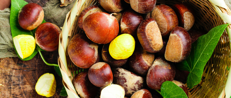 板栗干枯病怎么治,板栗树叶子发黄干枯怎么办