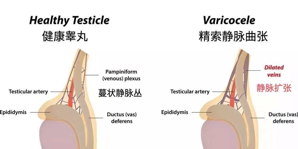 “这个主任看了一眼，我老婆就怀孕了？”