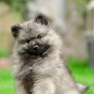 每日一犬---荷兰毛狮犬