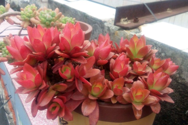 火祭不红怎么回事,为什么有的火祭怎么晒都不红