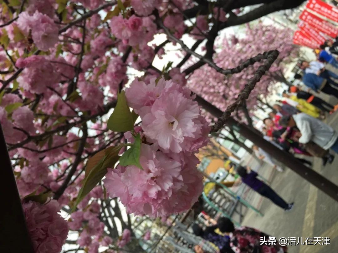 大“疫”灭清，天津2020赏花地图上线！