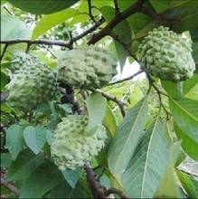 番荔枝外形酷似荔枝，故名“番荔枝”，为热带地区著名水果