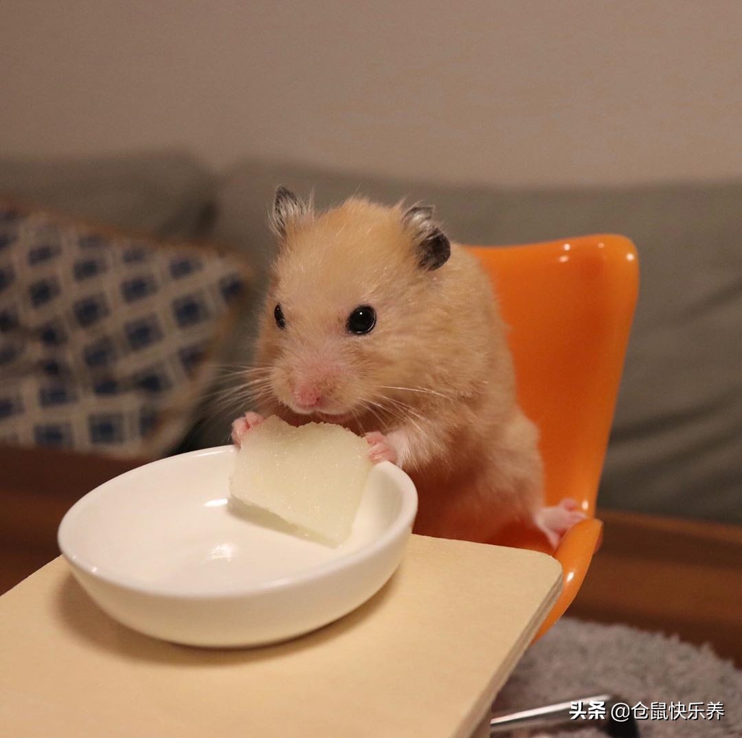 仓鼠幼鼠不爱运动,仓鼠有点不太精神不爱运动变瘦了