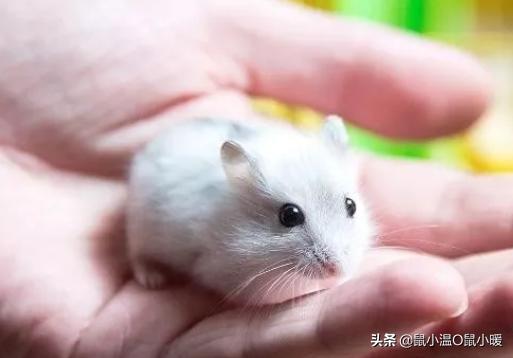 如何制服咬人的仓鼠,如何整治仓鼠咬人的毛病