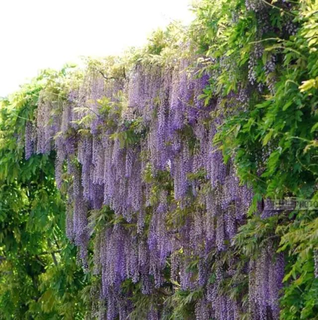 紫藤中最有名的品种叫什么名字,非常好种不需要太阳的紫藤品种