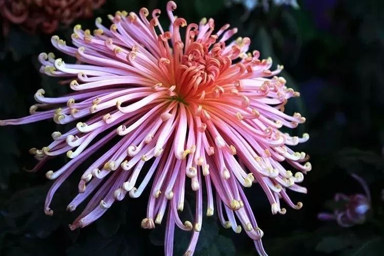 花中四君子菊花国画用笔,花中四君子菊花高清图片