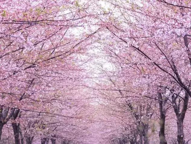 去日本观赏樱花最佳去哪个岛,去日本观赏樱花可能去什么岛