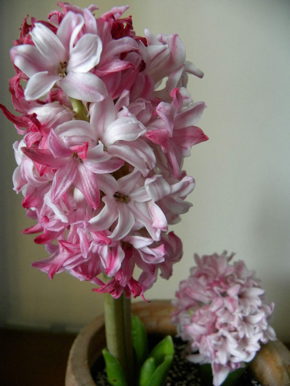 水培风信子快开花了上什么肥,水培种球花卉风信子用什么肥