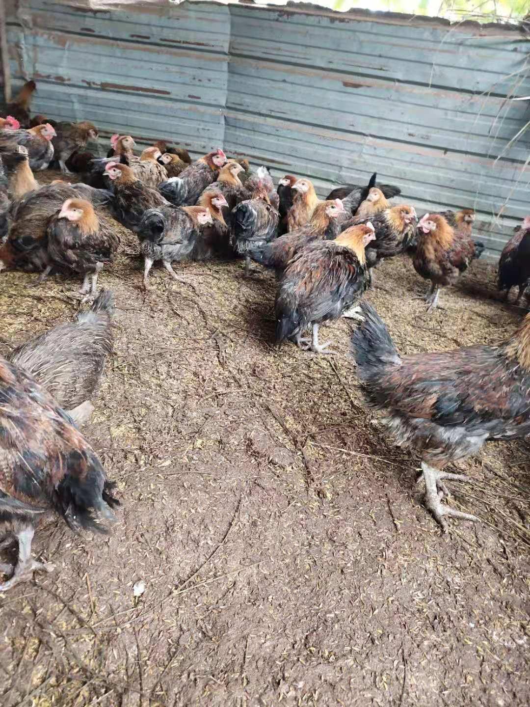 养鸡碰到下雨怎么办,养鸡出现大面积死亡