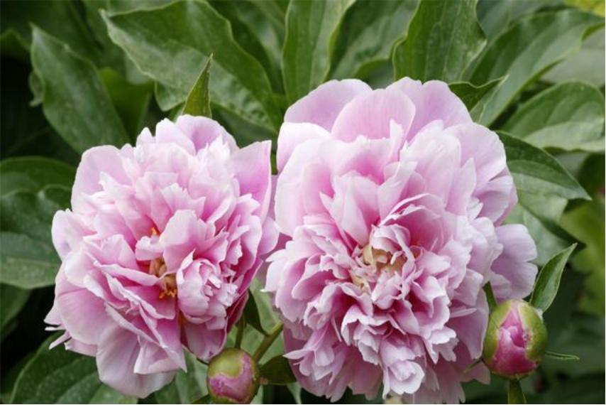 芍药花如何养殖和管理视频,芍药花栽培与养殖视频教学下载