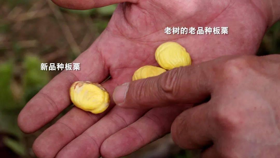 綦振森本是个清洁工，却转行卖起了糖炒栗子，销售额突破四千万