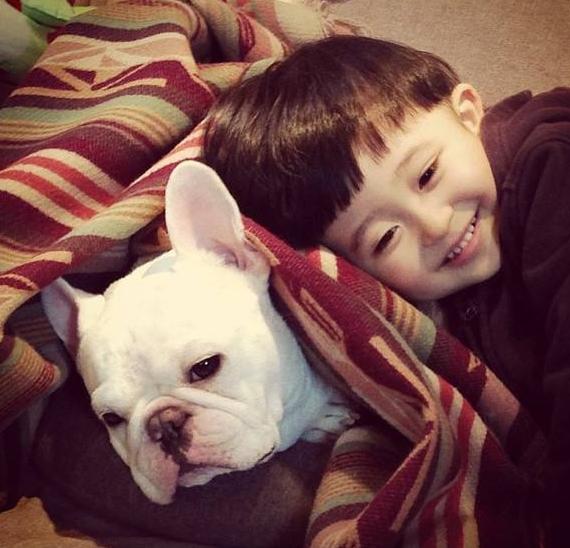 法国斗牛犬能成为“网红狗”，除价格贵之外，这些优点也是很亮眼