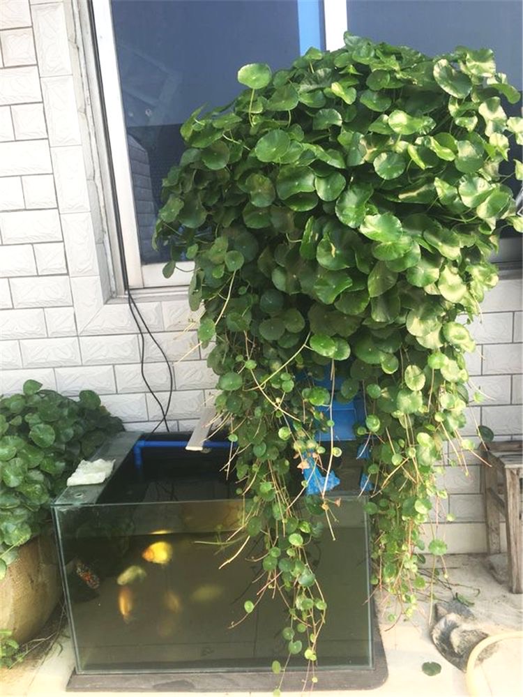适合懒人养的铜钱草,瀑布过滤养铜钱草