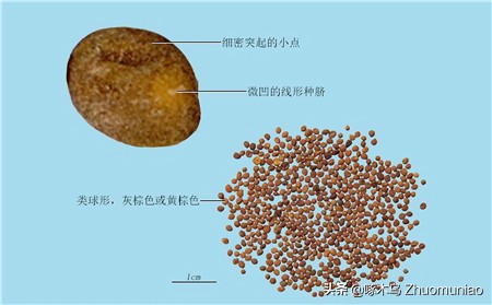 扁鹊治病复述课文,扁鹊治病总结