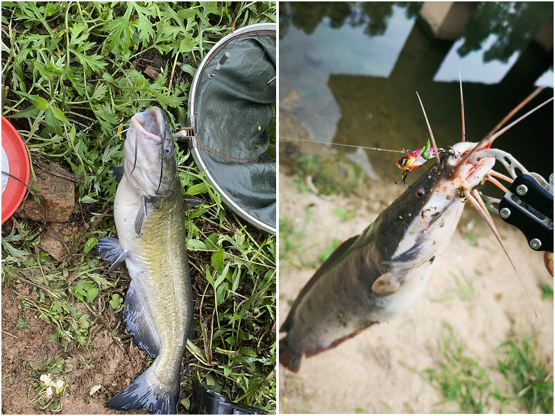 野外钓到了哪些鱼不能吃,广东钓的鱼为什么不能吃