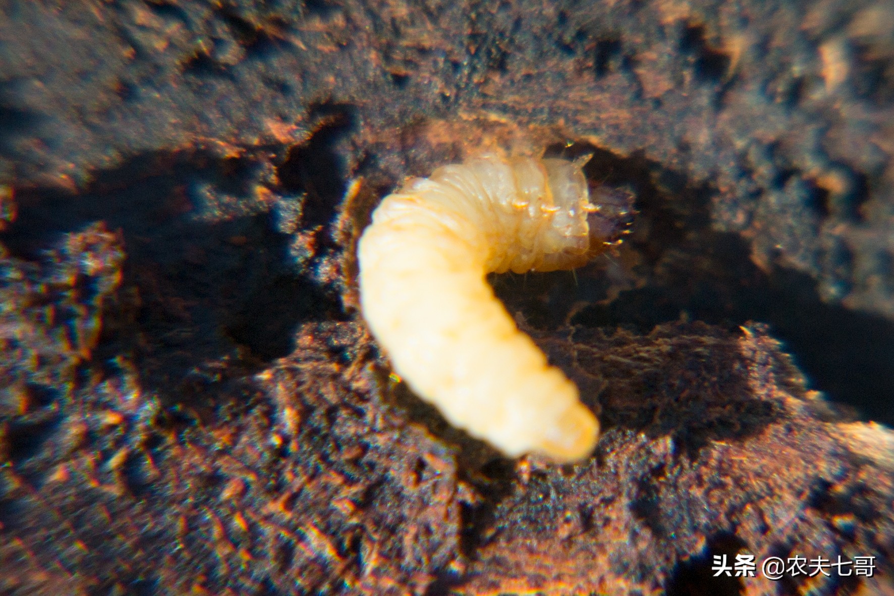 苹果树蛀心虫有几种,黄皮果树树心有虫子怎么消除