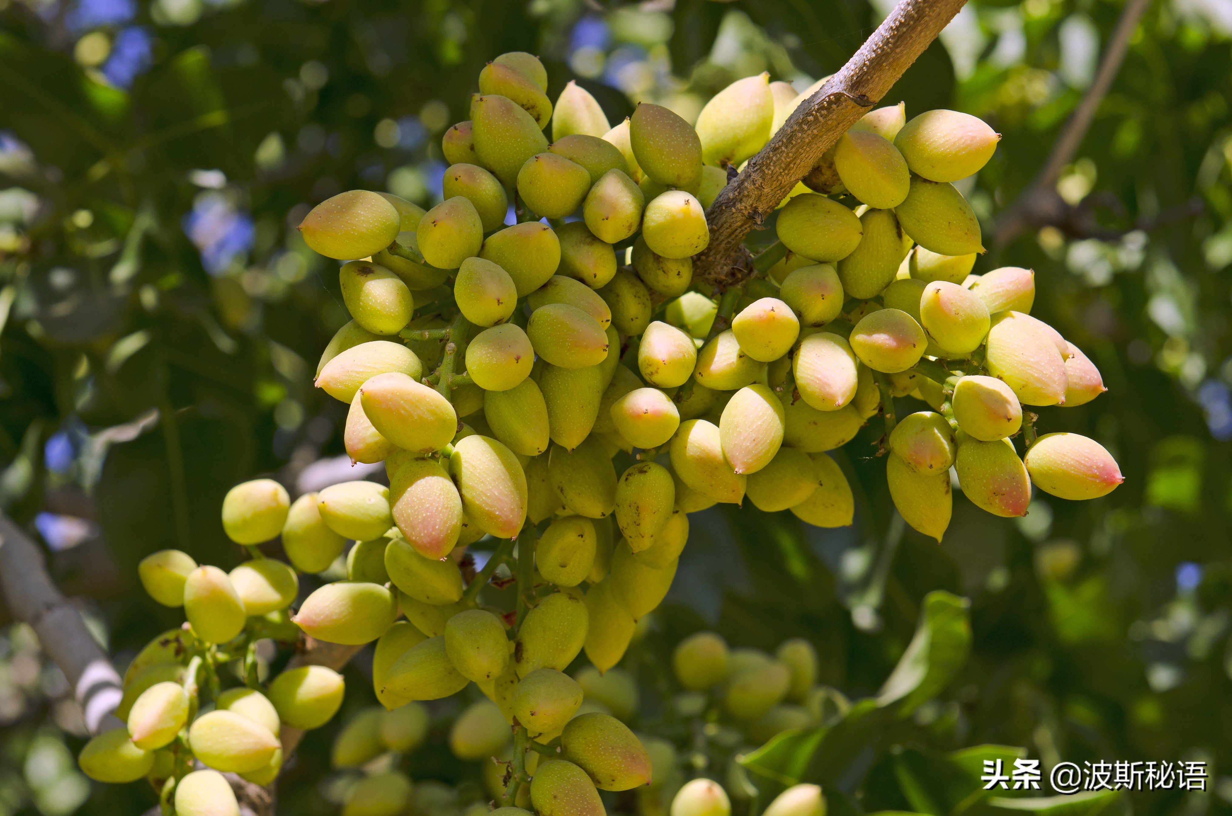 伊朗开心果质量怎么样,伊朗开心果